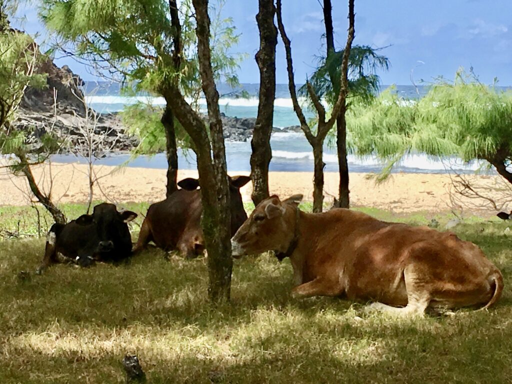 Vaches plage Graviers ile Rodrigues