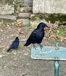 Oiseaux Cimetière du Père Lachaise Paris