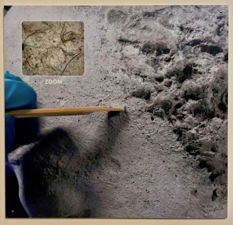 Vues au microscope de cils et de cheveux retenus dans le plâtre