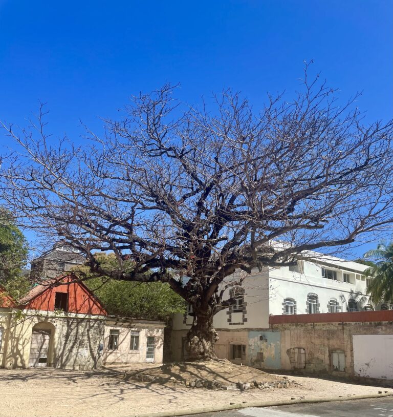 L’immense badamier devant le musée intercontinental de l'esclavage à Port Louis © S. Patel De Zorzi